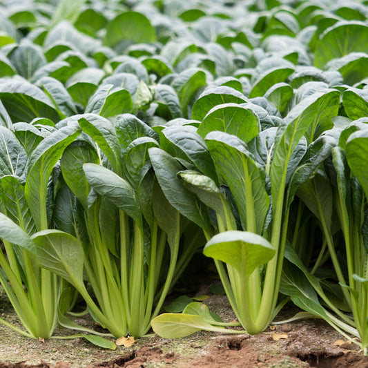 Fresh Komatsuna - Asia Green Leaf (100% Organic) Exotic Vegetable Seeds