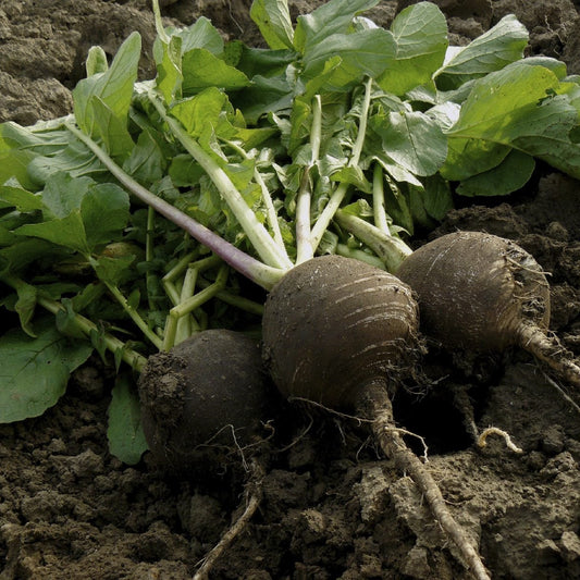 Black Tondo Round Radish - Fresh & Crunchy, 100% Organic Exotic Vegetable Seeds