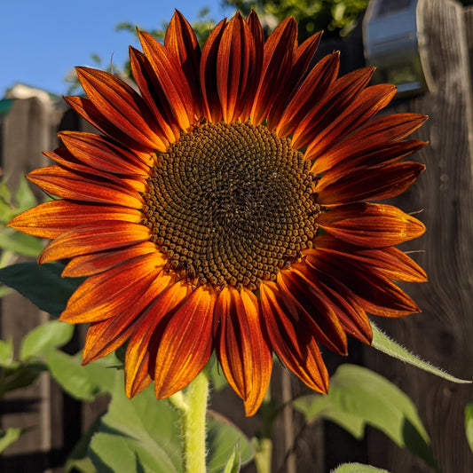 Sunflower Evening Sun Red Summer Flower Seeds