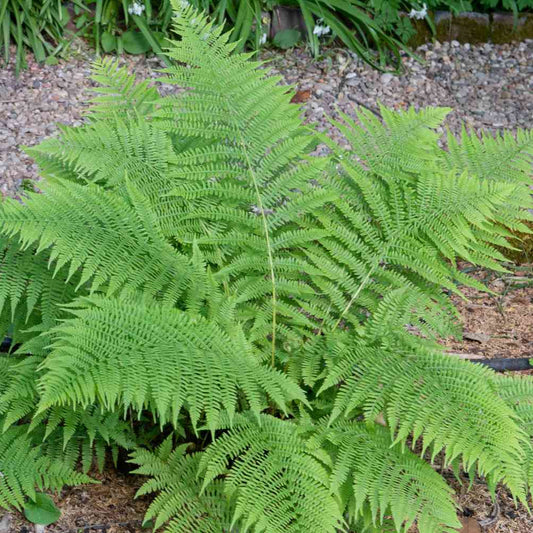 Lady Hardy Fern Herb Seeds