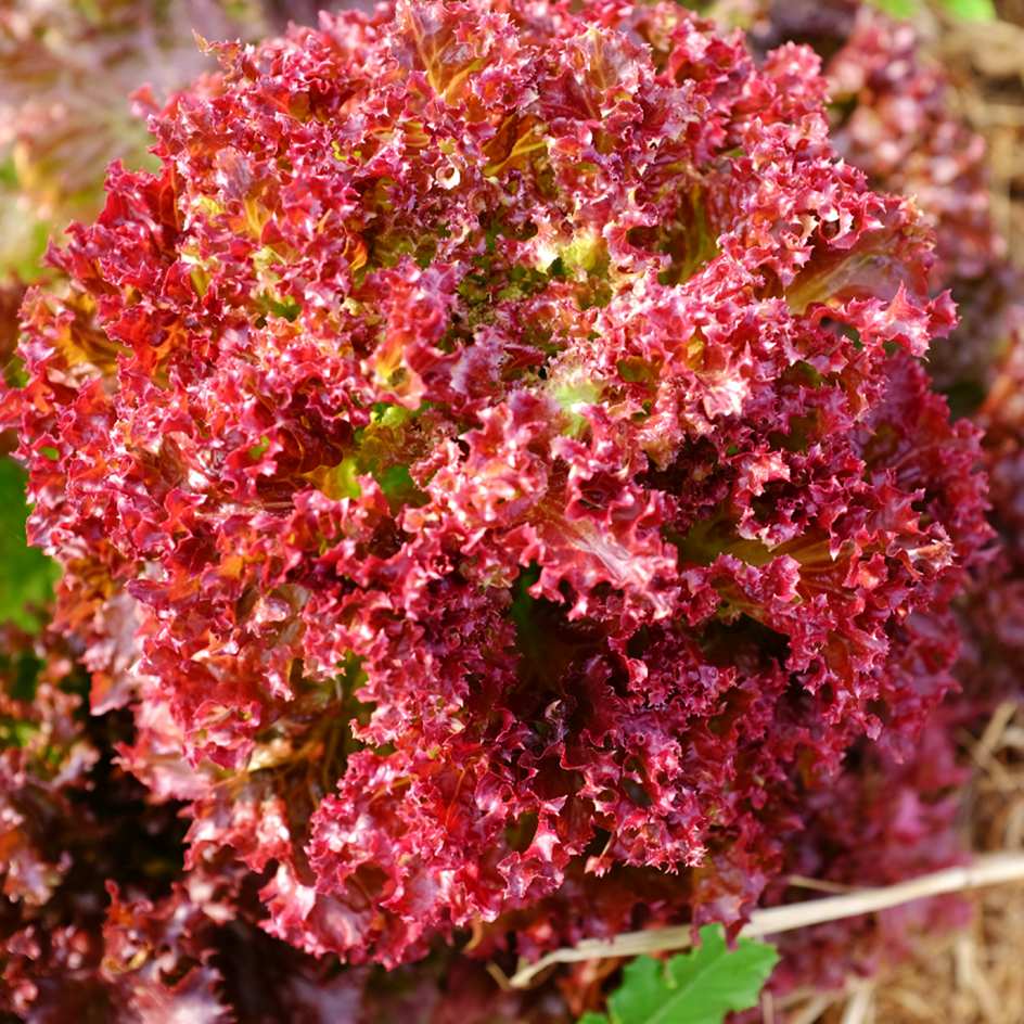 Lollo Rosso Microgreens Seeds – Organic, Fresh & Nutritious Lettuce Salad