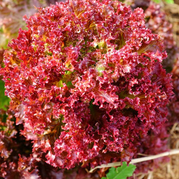 Lollo Rosso Microgreens Seeds – Organic, Fresh & Nutritious Lettuce Salad