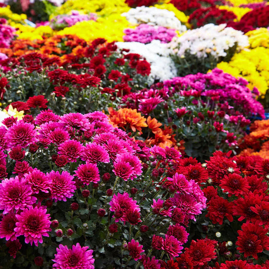 Chrysanthemum Grand Mixed Edible Flower Seeds