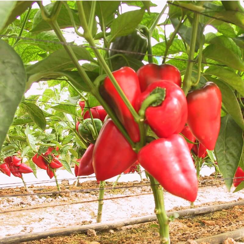 PEPPER IMPORTEDI PIEMENTO Exotic Vegetable Seeds
