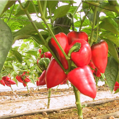 PEPPER IMPORTEDI PIEMENTO Exotic Vegetable Seeds