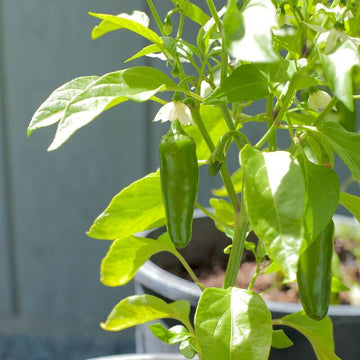 Chilli Sampurna Moti Achari Vegetable Seeds