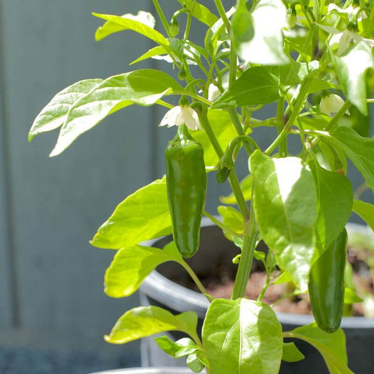 Chilli Sampurna Moti Achari Vegetable Seeds