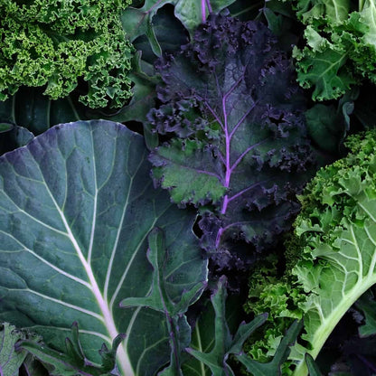 Collard & Kale Brassica Mixed Green and Purple Leaf Microgreens Seeds