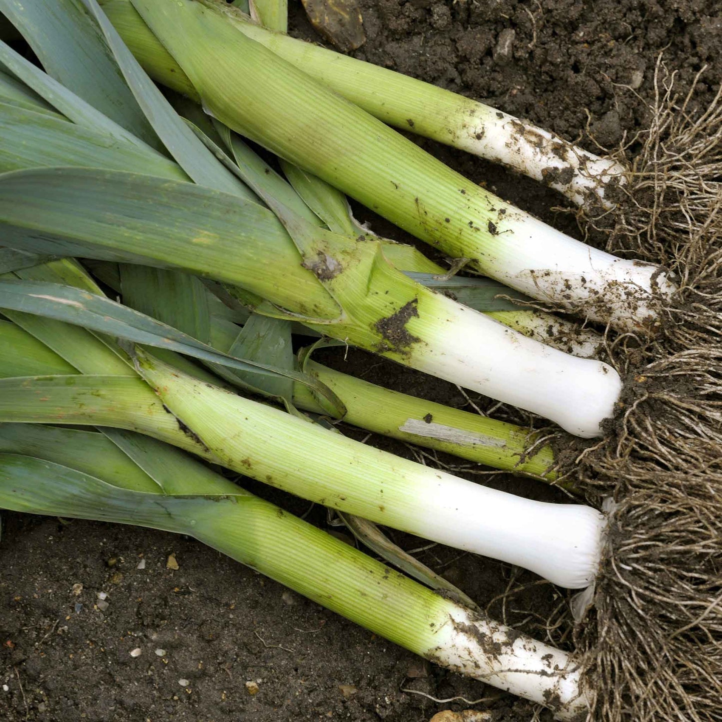 American Flag-Inspired LEEK Design – Bold and Patriotic Home Decor Exotic Vegetable Seeds