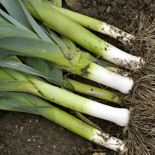 American Flag-Inspired LEEK Design – Bold and Patriotic Home Decor Exotic Vegetable Seeds