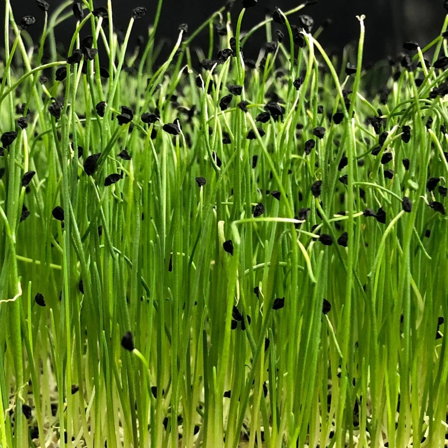 Onion Green Sprouts Microgreens Seeds