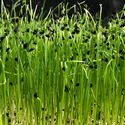 Onion Green Sprouts Microgreens Seeds