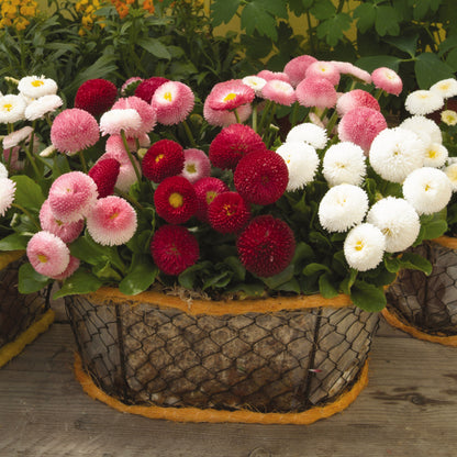 Daisy Bellis Mixed Winter Flower Seeds