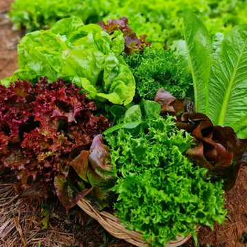 Lettuce Salad Mix - Misticanza Microgreens Seeds