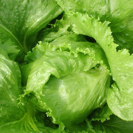 Iceberg Microgreens Seeds for Fresh Lettuce Salad