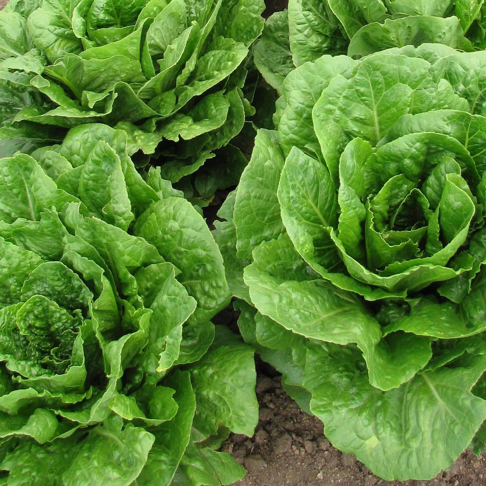 Organic Romaine Green Microgreens Seeds for Fresh Lettuce Salad
