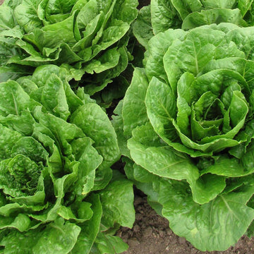 Organic Romaine Green Microgreens Seeds for Fresh Lettuce Salad
