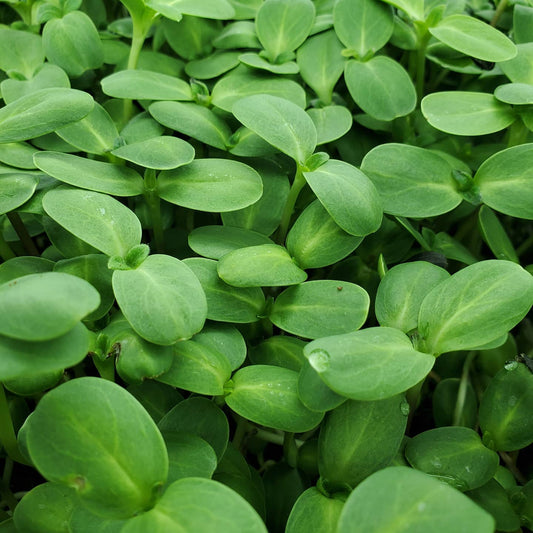 Sunflower Green Leaf Microgreens Seeds