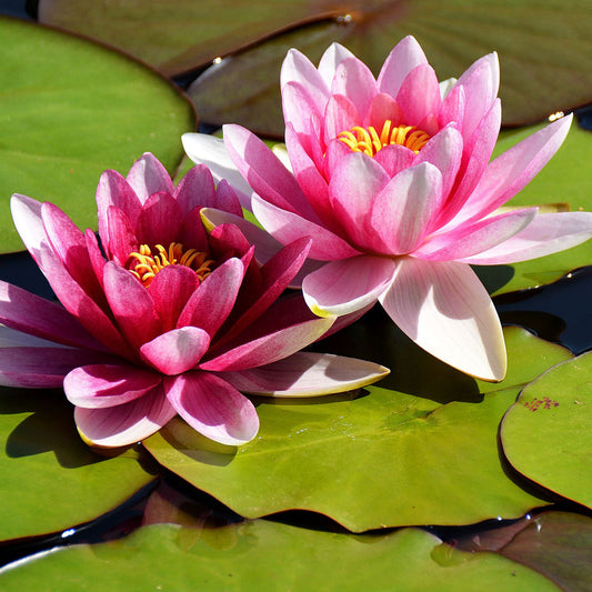 Lotus Winter Flower Seeds - Premium Quality for Stunning Winter Blooms