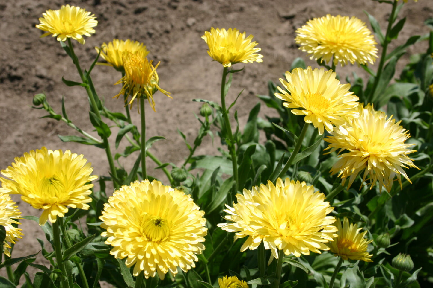 Calendula Cream Winter Flower Seeds