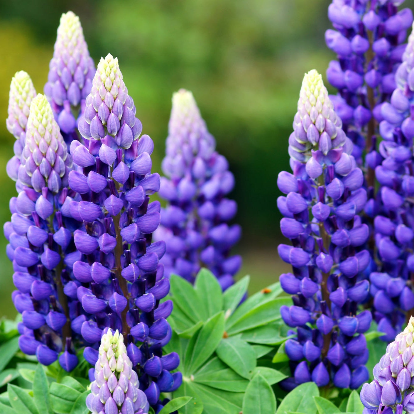 Lupine Flower Seeds – Vibrant & Easy-to-Grow Perennials for Your Garden