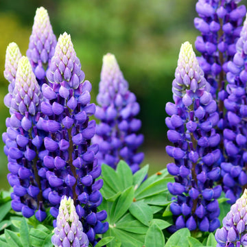 Lupine Flower Seeds – Vibrant & Easy-to-Grow Perennials for Your Garden