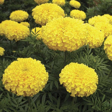 Marigold F2 Yellow Dwarf Winter Flower Seeds