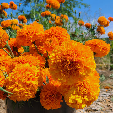Marigold Perfection Orange Winter Flower Seeds