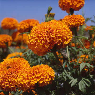 Marigold F1 Inca Orange Flower Seeds