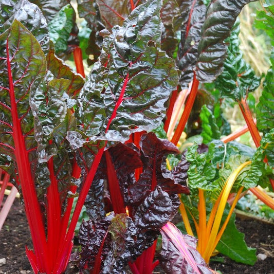 Collard & Swiss Chard Mix – Misticanza Microgreens Seed Blend