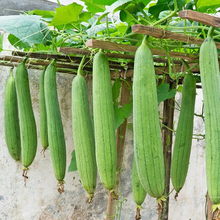 Sponge Gourd F1 White Long Vegetable Seeds