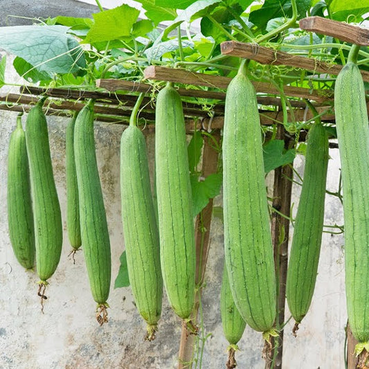 Sponge Gourd F1 White Long Vegetable Seeds