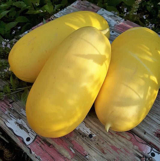 Yellow Canary Melon - Sweet & Refreshing Tropical Delight Exotic Vegetable Seeds