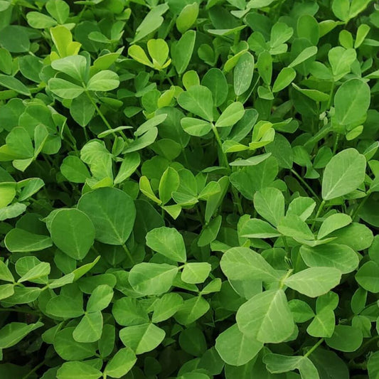 Fenugreek Methi Kasturi Vegetable Seeds