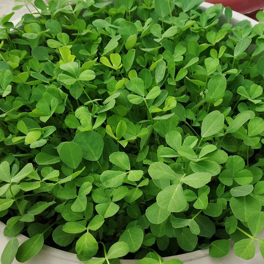 Fenugreek Vegetable Seeds