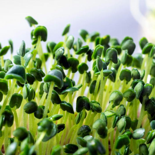 Savory Green Leaf Microgreens Seeds