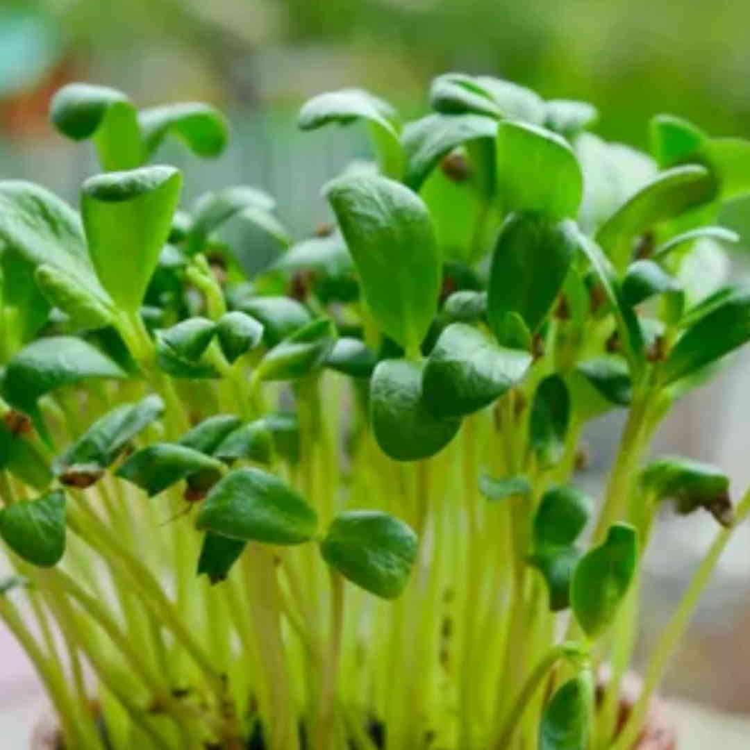 Fenugreek Indian Leaf Giant Microgreens Seeds