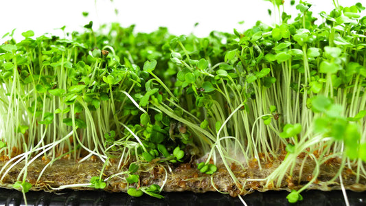 Arugula Rocket Microgreens Seeds – Common Leaf Variety for Sprouting