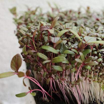 Amaranthus Choulai Misticanza Microgreens Seeds