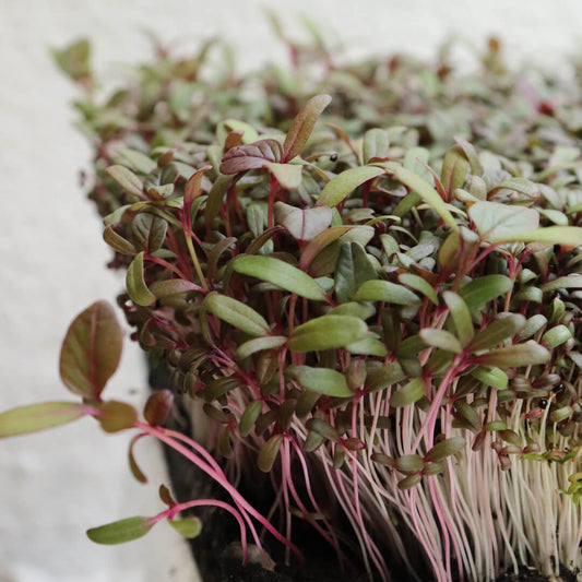 Amaranthus Choulai Misticanza Microgreens Seeds