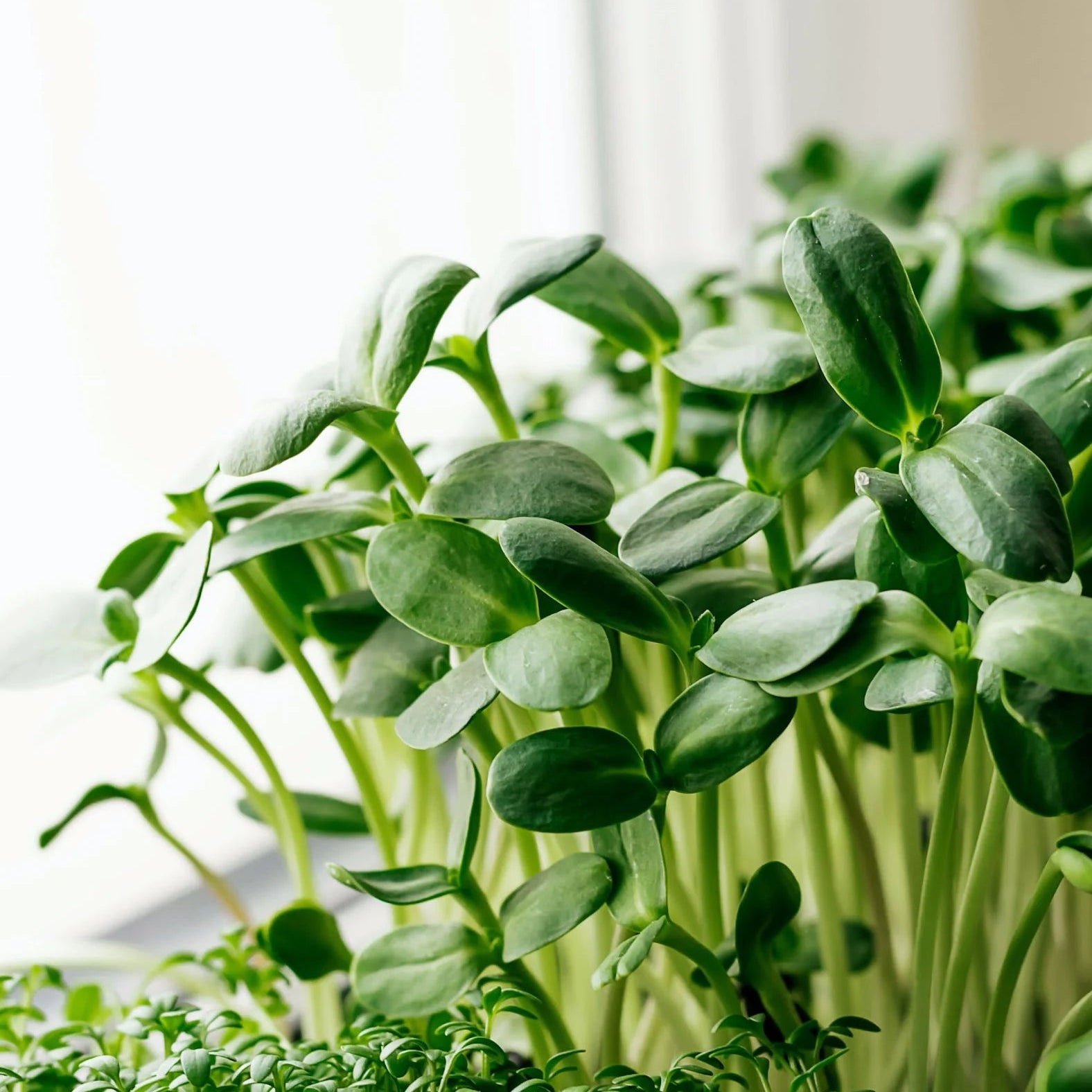 Sunflower Green Leaf Microgreens Seeds