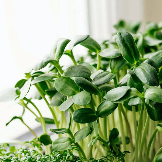 Sunflower Green Leaf Microgreens Seeds
