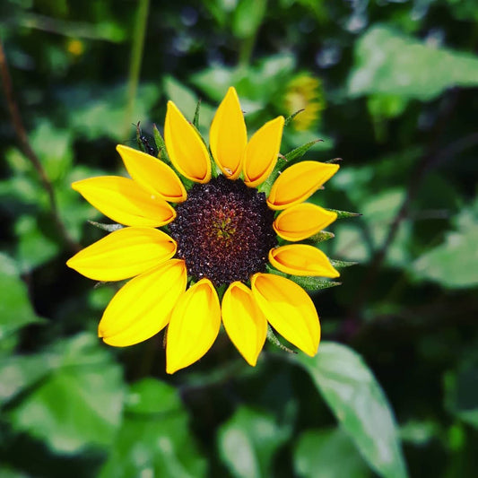 Sunflower Miniature Flower Seeds