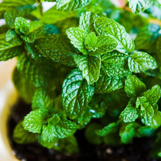 Premium Mint Imported Herb Seeds