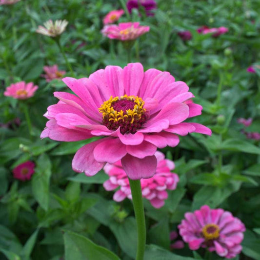 Zinnia F1 Tall Pink Summer Flower Seeds