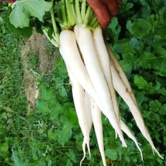 Radish Great Long White Vegetable Seeds