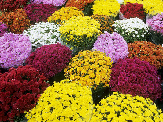 Chrysanthemum Grand Mixed Edible Flower Seeds