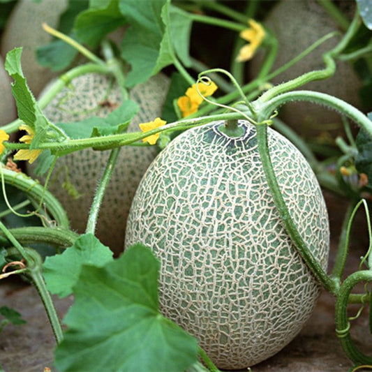 Muskmelon F1 Hybrid Nirupama Vegetable Seeds