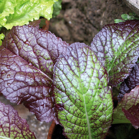 Mustard Asian Salad Red Giant Leaf - Fresh and Nutritious Exotic Vegetable Seeds