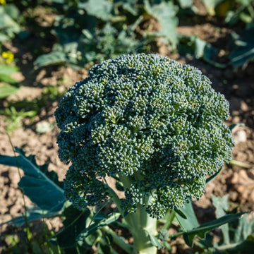 Green Sprouting Calabrese Broccoli Microgreens Seeds
